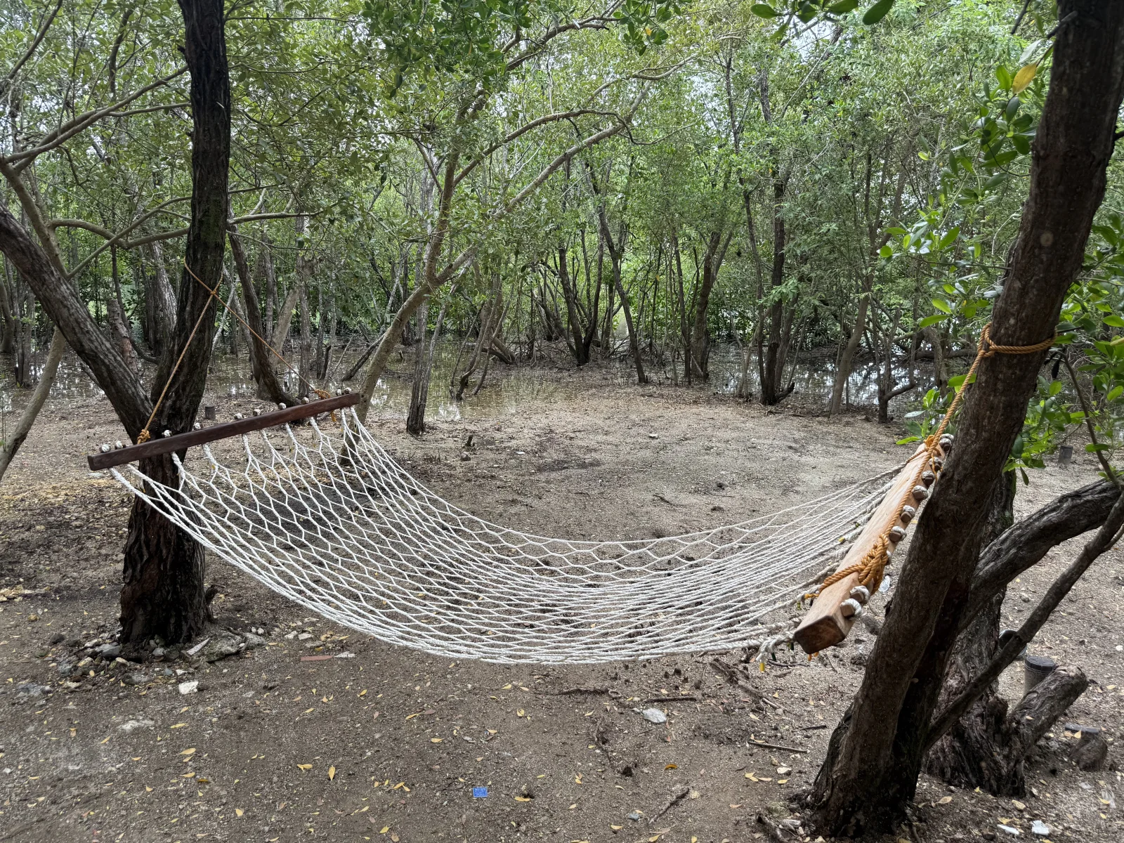 Mangrove Hammock
