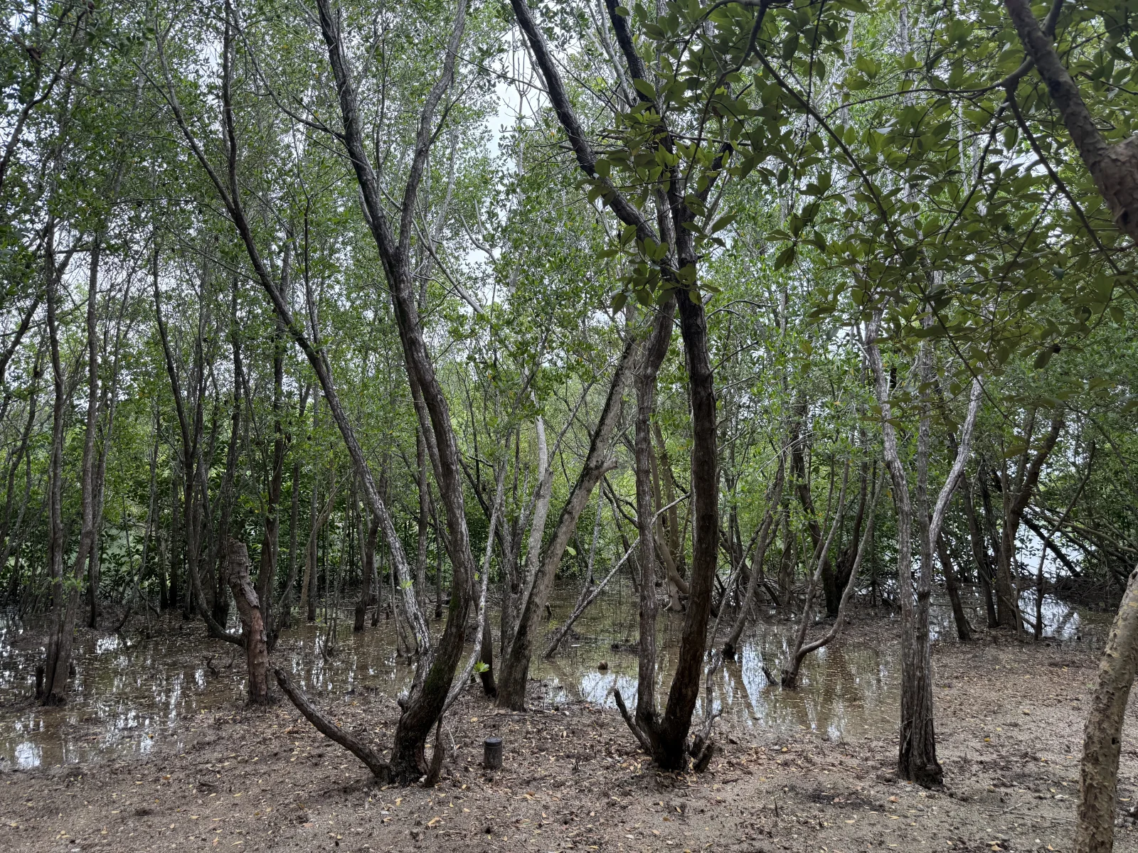 Mangrove Sanctuary